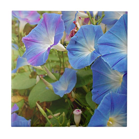 Morning Glory Flowers Tegeltje (Voorkant)