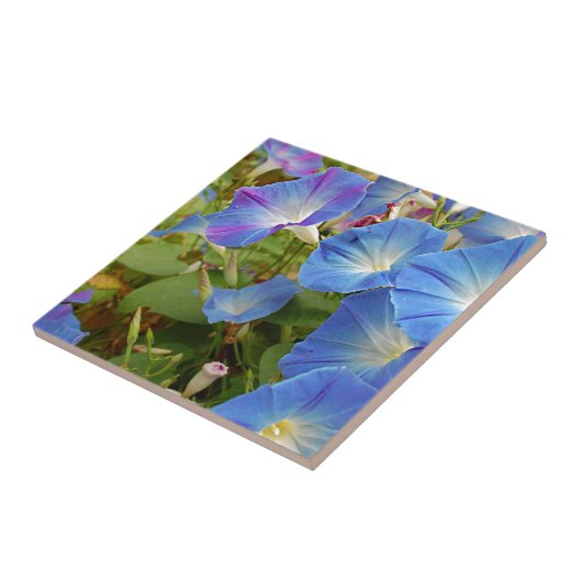 Morning Glory Flowers Tegeltje (Zijkant)