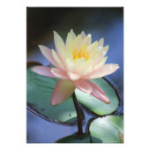 Morning Glory Foto Afdruk (Voorkant)