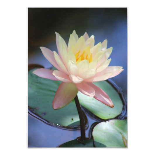 Morning Glory Foto Afdruk (Voorkant)