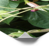 Morning Glory Foto Poster (Hoek)