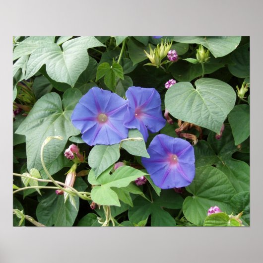 Morning Glory Foto Poster (Voorkant)