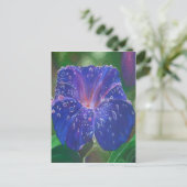 Morning Glory (Ipomoea Purpurea) Petals en Dew Dr. Briefkaart (Staand voorkant)