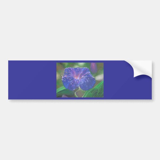 Morning Glory (Ipomoea Purpurea) Petals en Dew Dr. Bumpersticker (Voorkant)