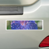 Morning Glory (Ipomoea Purpurea) Petals en Dew Dr. Bumpersticker (Op auto)