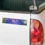 Morning Glory (Ipomoea Purpurea) Petals en Dew Dr. Bumpersticker (Op Truck)