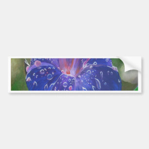 Morning Glory (Ipomoea Purpurea) Petals en Dew Dr. Bumpersticker