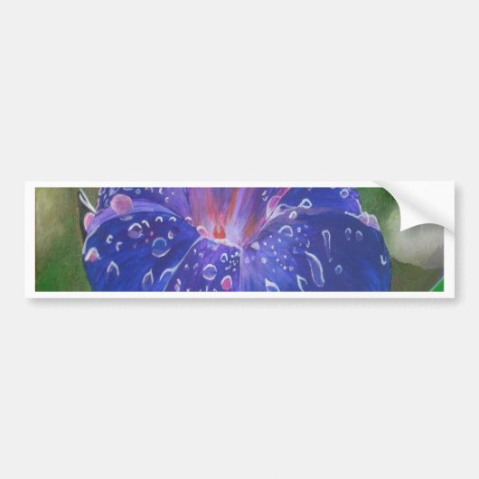 Morning Glory (Ipomoea Purpurea) Petals en Dew Dr. Bumpersticker (Voorkant)