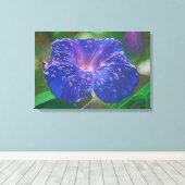 Morning Glory (Ipomoea Purpurea) Petals en Dew Dr. Canvas Afdruk (Insitu (Houten vloer))