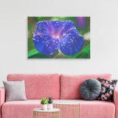 Morning Glory (Ipomoea Purpurea) Petals en Dew Dr. Canvas Afdruk (Insitu (Woonkamer))