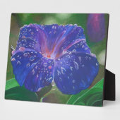 Morning Glory (Ipomoea Purpurea) Petals en Dew Dr. Fotoplaat (Zijkant)