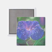 Morning Glory (Ipomoea Purpurea) Petals en Dew Dr. Magneet (Voorkant / Achterkant)