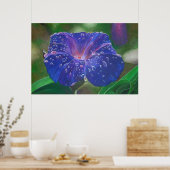 Morning Glory (Ipomoea Purpurea) Petals en Dew Dr. Poster (Keuken)