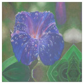 Morning Glory (Ipomoea Purpurea) Petals en Dew Dr. Stof (Close Up)