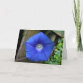 Morning Glory, kaart (Voorkant)