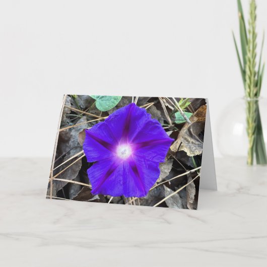 Morning Glory, kaart (Voorkant)