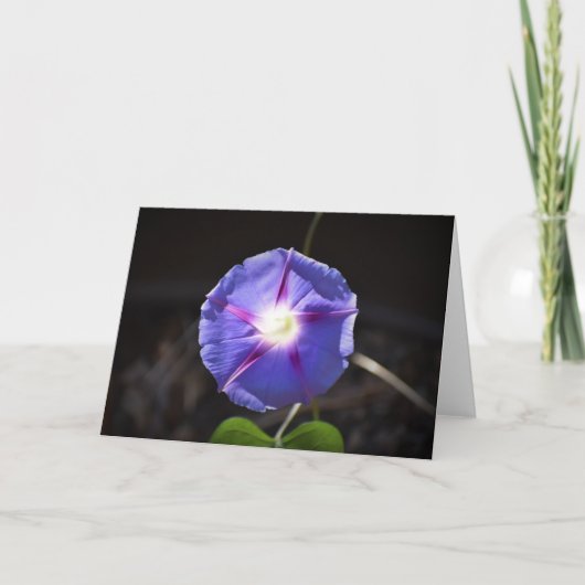 Morning Glory, kaart (Voorkant)