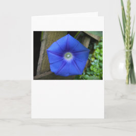 Morning Glory, kaart