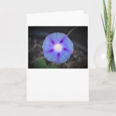 Morning Glory, kaart (Voorkant)