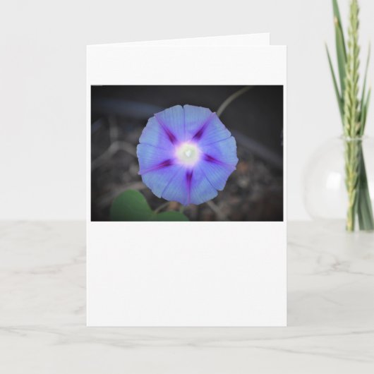 Morning Glory, kaart (Voorkant)