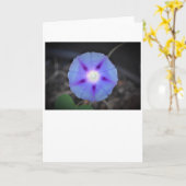 Morning Glory, kaart (Gele Bloem)