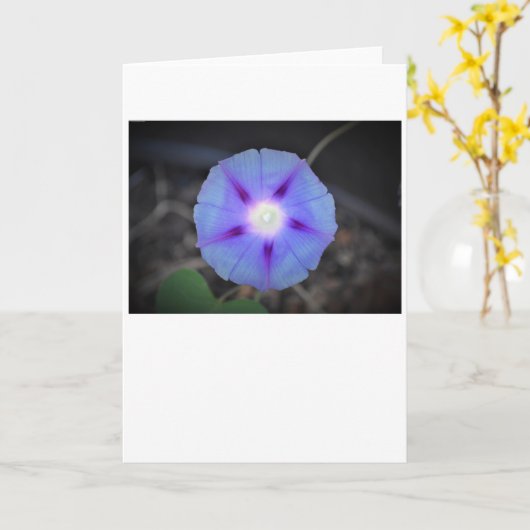 Morning Glory, kaart (Gele Bloem)