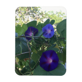 Morning Glory Kaleidoscope Magneet