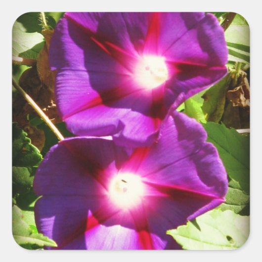 Morning Glory Macro Vierkante Sticker (Voorkant)