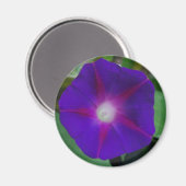 MORNING GLORY MAGNEET (Voorkant / Achterkant)