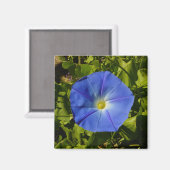 Morning Glory Magnet (Voorkant / Achterkant)