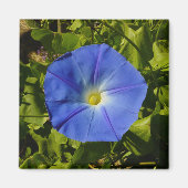 Morning Glory Magnet (Voorkant)