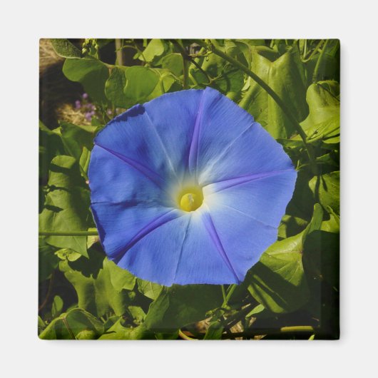 Morning Glory Magnet (Voorkant)