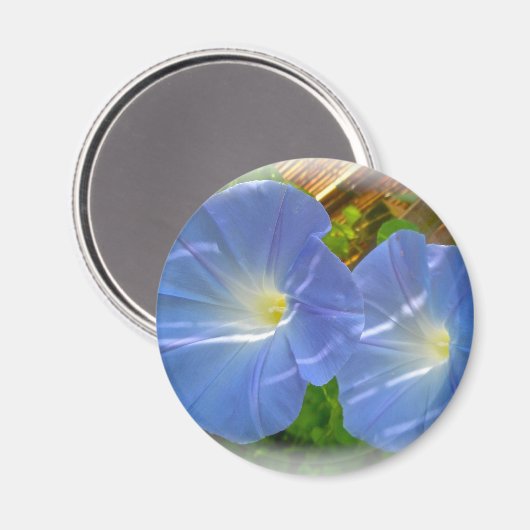 Morning Glory Magnet (Voorkant / Achterkant)