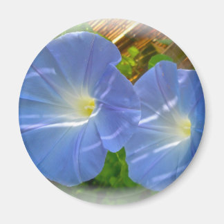 Morning Glory Magnet