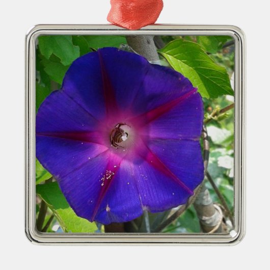Morning Glory Metalen Ornament (Voorkant)