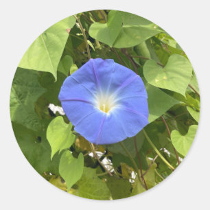 Morning Glory of Summer Ronde Sticker