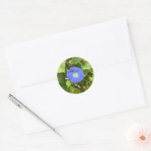 Morning Glory of Summer Ronde Sticker (Envelop)