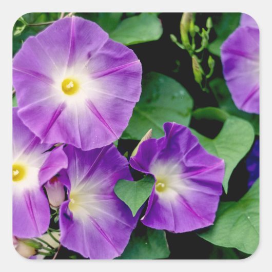 Morning Glory - Paarse bloemen Groene bladeren Vierkante Sticker (Voorkant)
