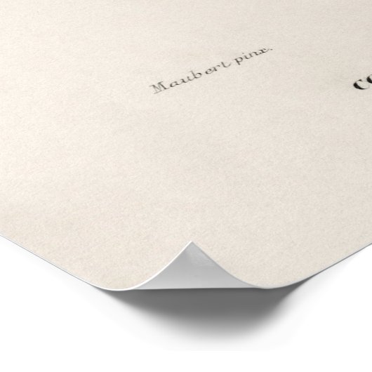 Morning-glory (Pharbitis hispida) Poster (Hoek)