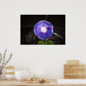 Morning Glory Poster (Keuken)