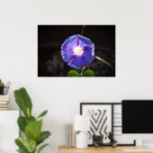 Morning Glory Poster (Thuiskantoor)