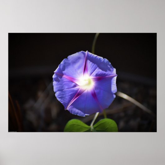 Morning Glory Poster (Voorkant)
