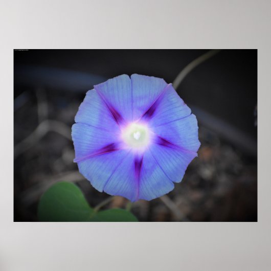 Morning Glory Poster (Voorkant)