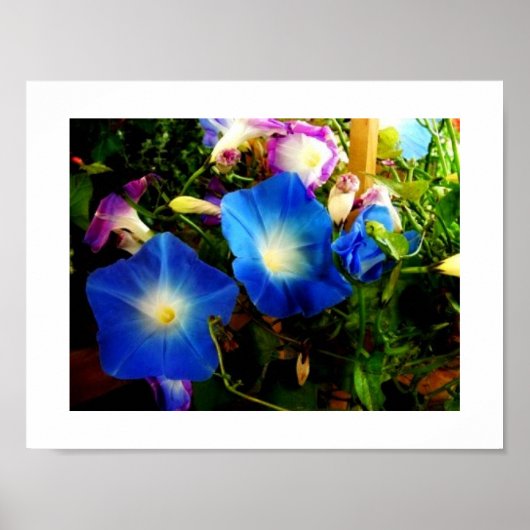 Morning Glory Poster (Voorkant)