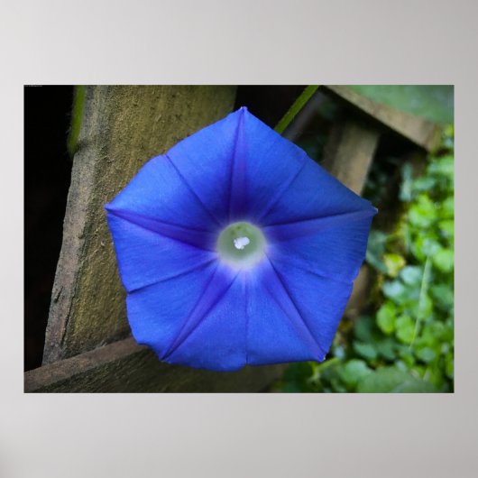 Morning Glory Poster (Voorkant)