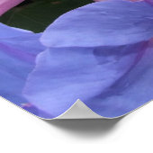 Morning Glory Poster (Hoek)