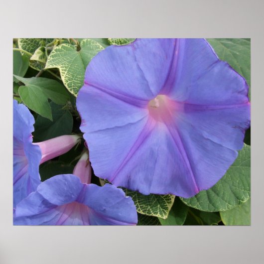 Morning Glory Poster (Voorkant)