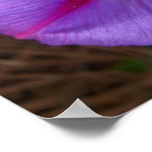 Morning Glory Poster (Hoek)