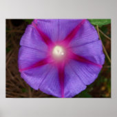 Morning Glory Poster (Voorkant)