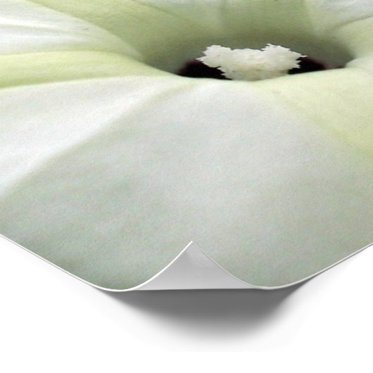 Morning Glory Poster (Hoek)